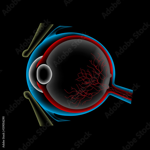 Ocular ultrasound, eye anatomy scan