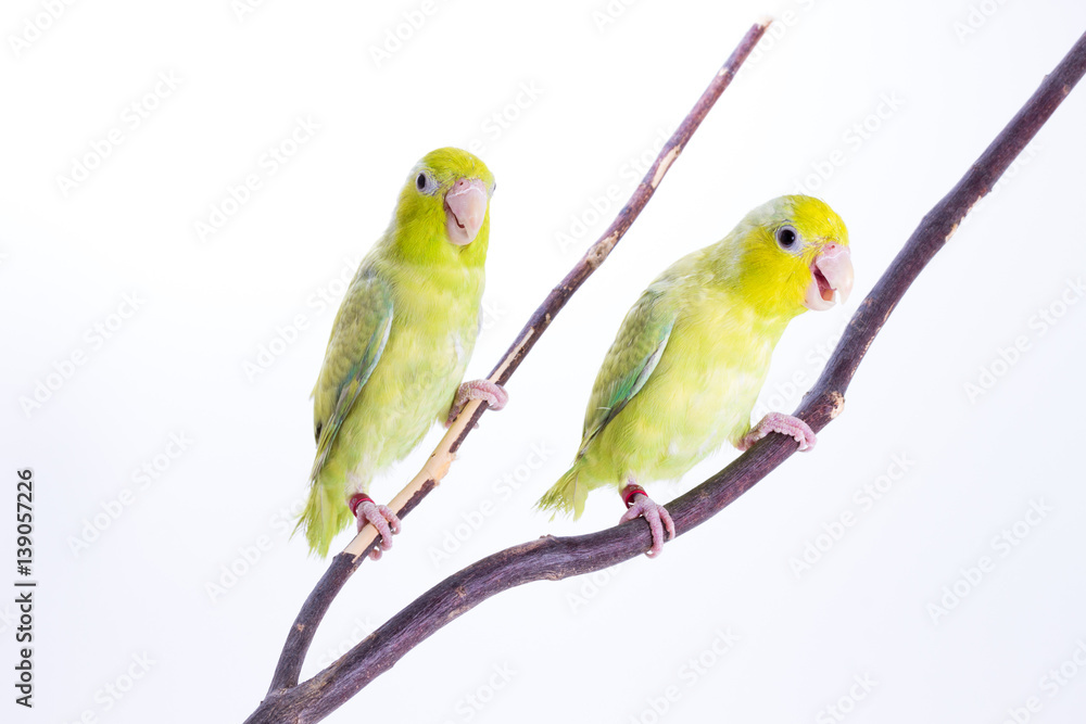 Fototapeta premium Pastel Green Forpus Bird