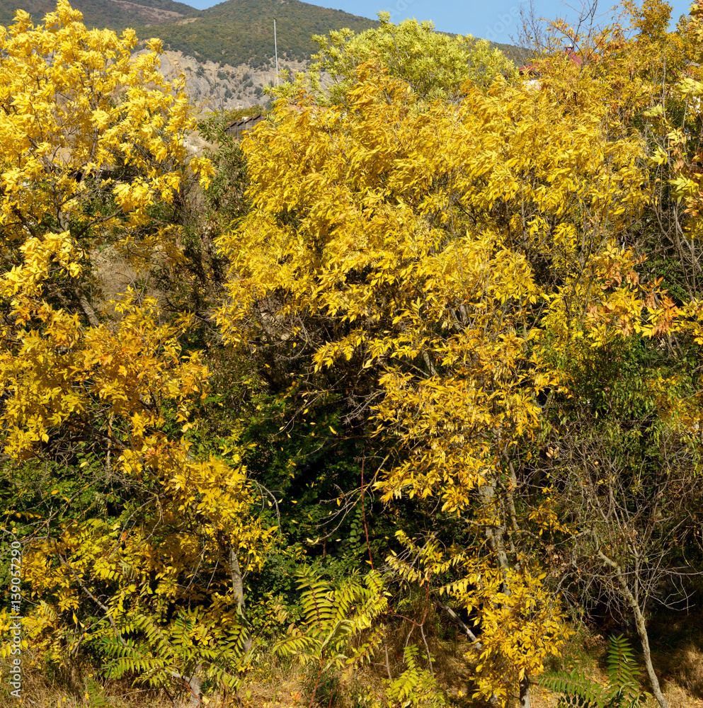 Bright yellow trees in sunlight of autumn day.