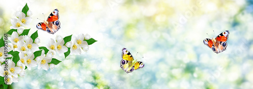 Foto White jasmine The branch delicate spring flowers