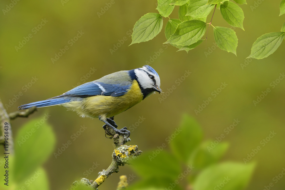 Obraz premium Vögel 82