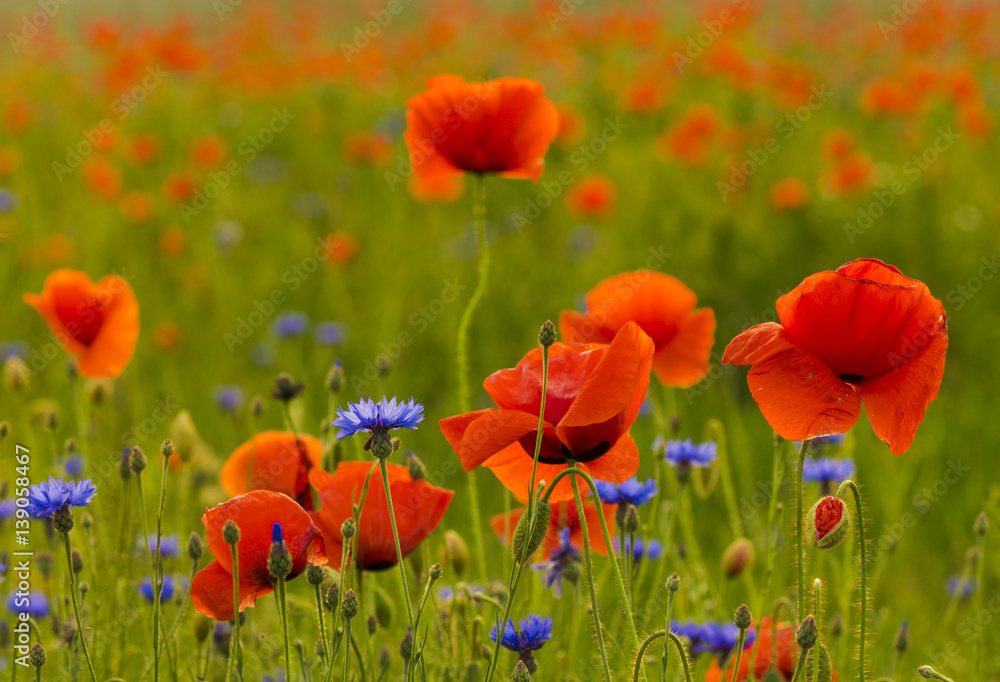 Obraz premium dzikie czerwone maki