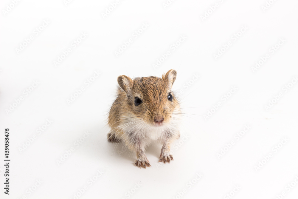 Litter Mongolian gerbil, Desert Rat Litter Mongolian gerbil, Desert Rat