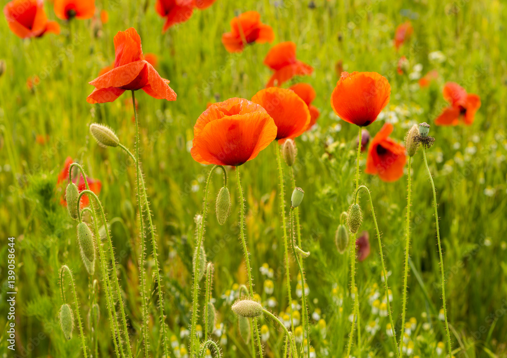 Obraz premium wild red poppies