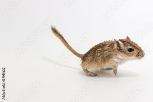 Litter Mongolian gerbil, Desert Rat
