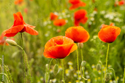 wild red poppies