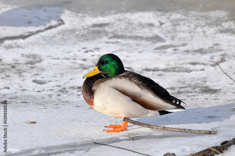 Male mallard duck (Anas platyrhynchus) resting on ice on the river banks Male mallard duck (Anas platyrhynchus) resting on ice on the river banks