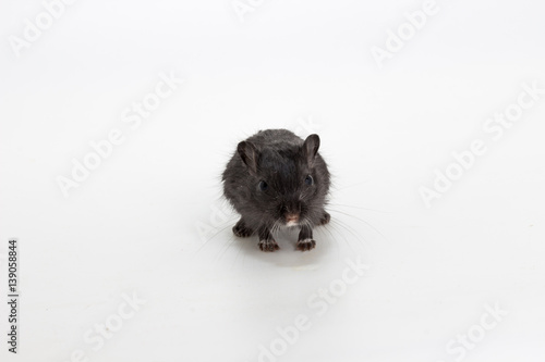 Litter Mongolian gerbil, Desert Rat