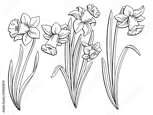 Narcissus flower graphic black white isolated sketch illustration vector