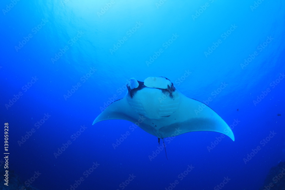 Manta ray swims over coral reef Manta ray swims over coral reef