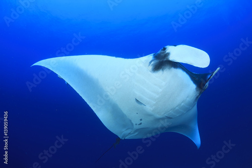 Manta ray swims over coral reef  © Richard Carey