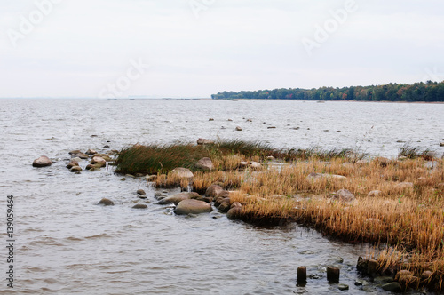 Landscape with reeds  wood