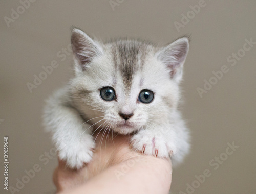 British kitten is being held in the hand