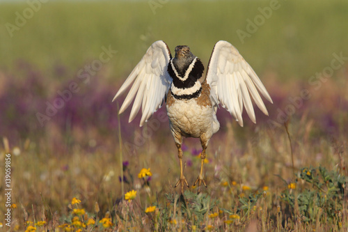 Display season little bustard