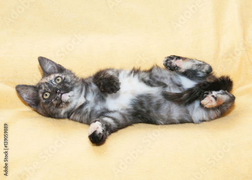 Small tricolor kitten is paws up  looking up