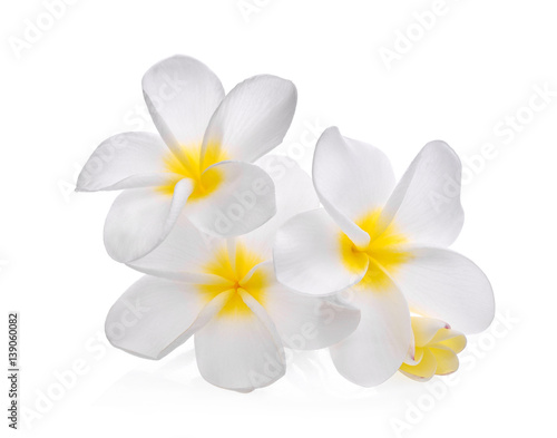 white frangipani (plumeria) flower isolated on white background