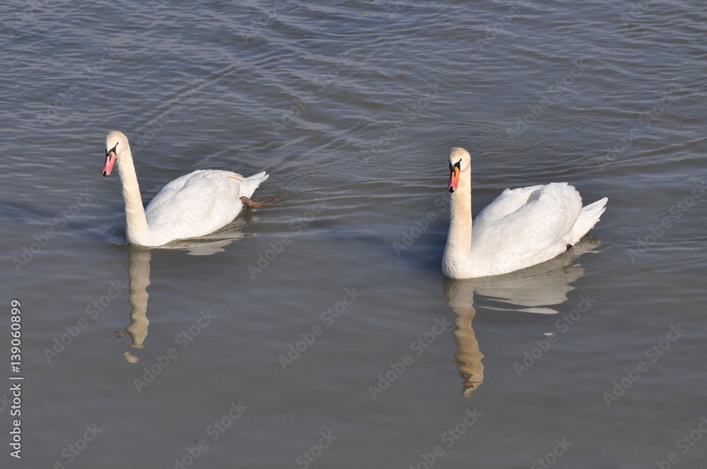 Fototapeta premium Two white swans on Danube river in Belgrade, Serbia.