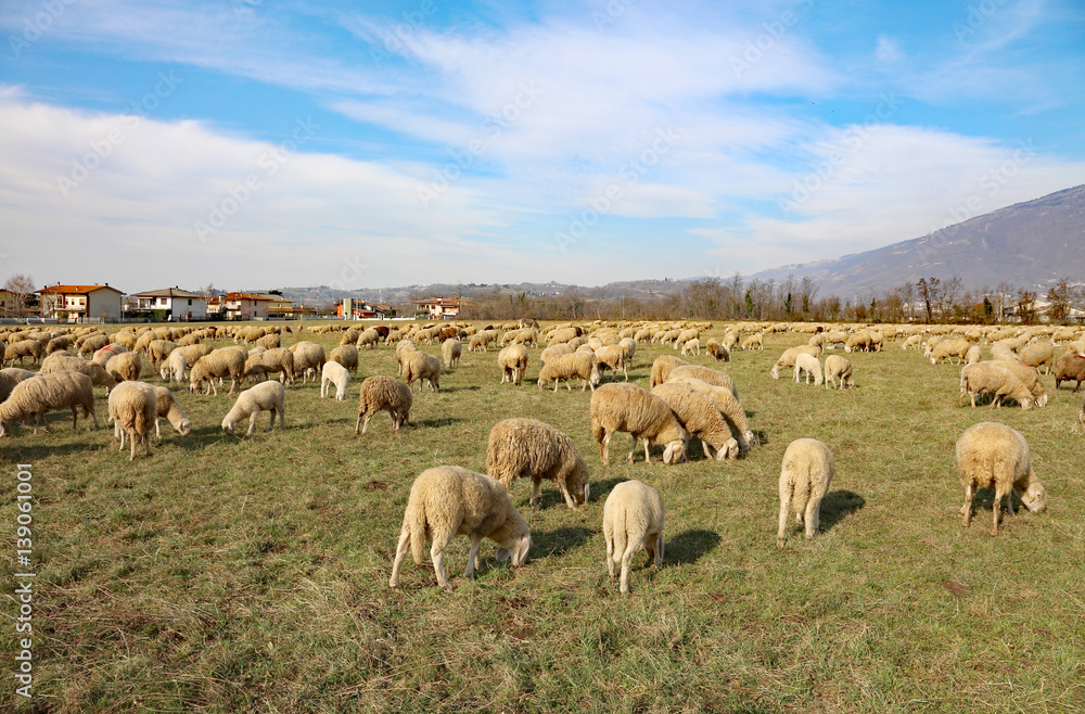 flock of sheep grazing in the large meadow on a sunny day