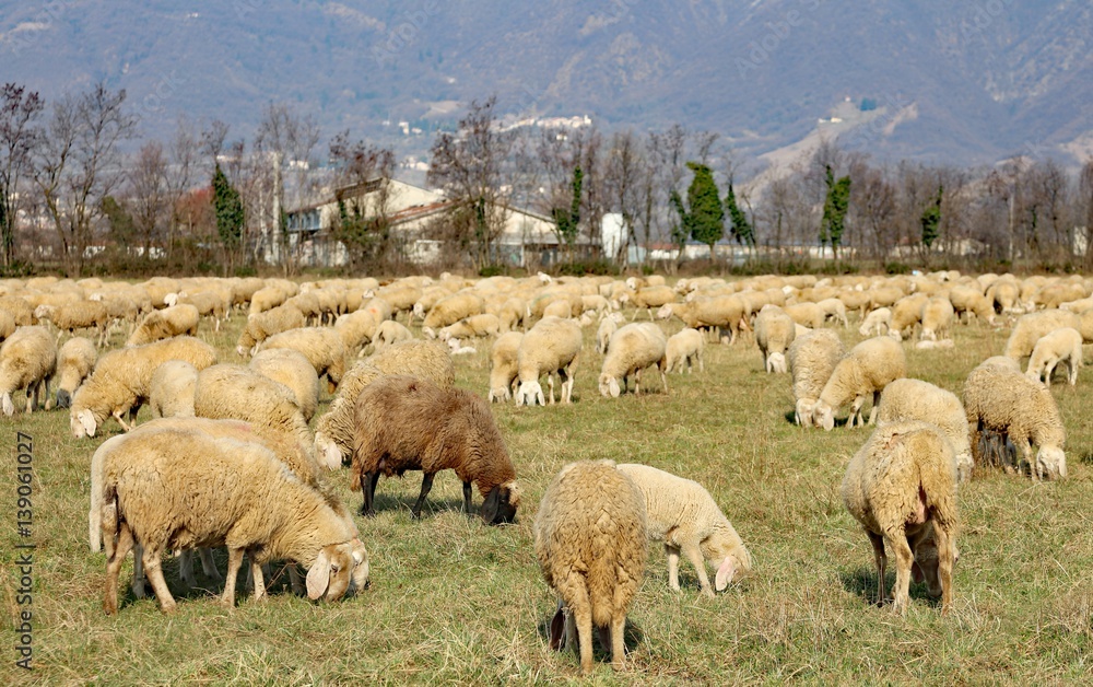 grazing sheep in the large lawn