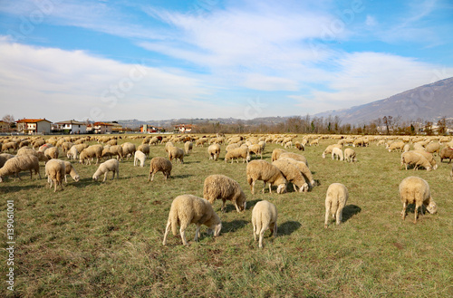 flock of sheep grazing in the large meadow on a sunny day