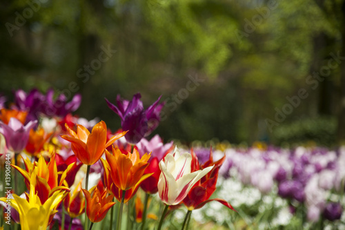 Garden, flower background, tulips