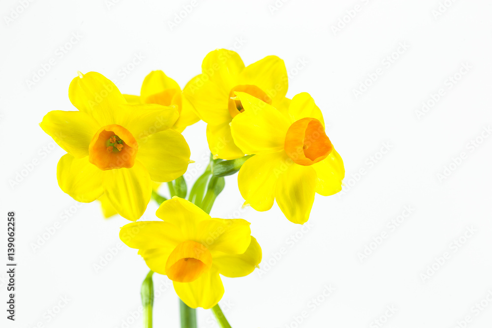 beautiful daffodil flower isolated on white background beautiful daffodil flower isolated on white background