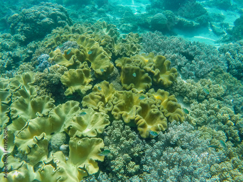 Underwater landscape with coral reef relief. Tropical sea lagoon with diverse corals.