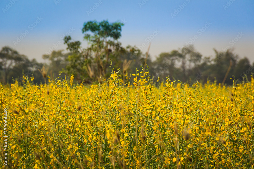 Yellow flowers  in the field.