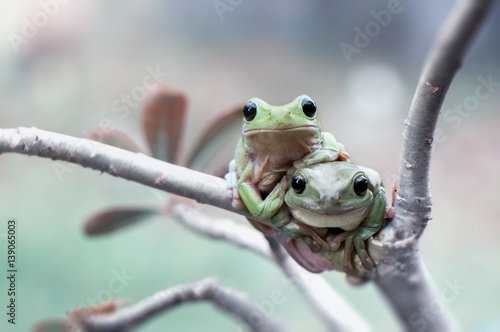 Obraz na plátne Two Frogs
