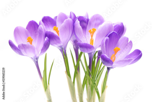 Spring flowers  crocus