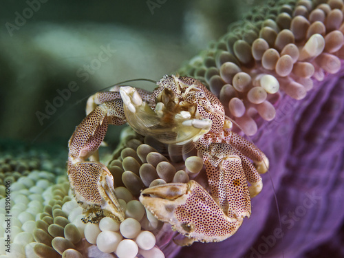 Porcelain crab, Porzellankrabbe (Neopetrolisthes maculatus)