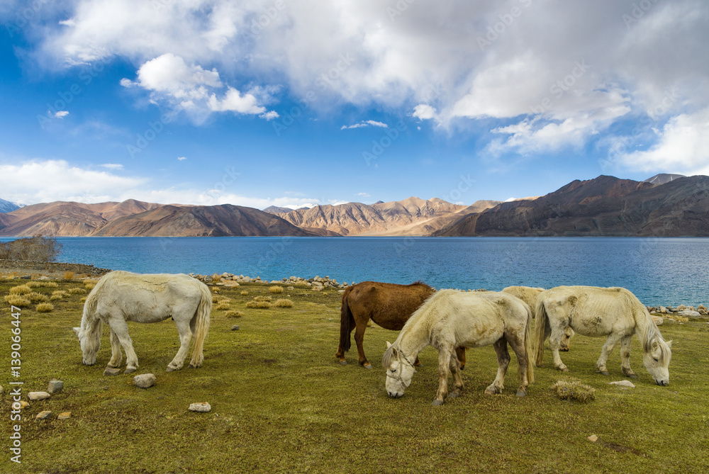 Fototapeta premium Group of horses near Pangong Lake with blue sky in Leh district, Ladakh, Himalayas, Jammu and Kashmir, Northern India.