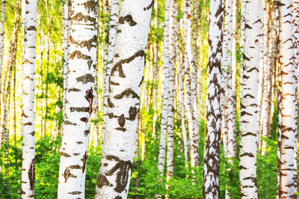 Obraz premium summer in sunny birch forest