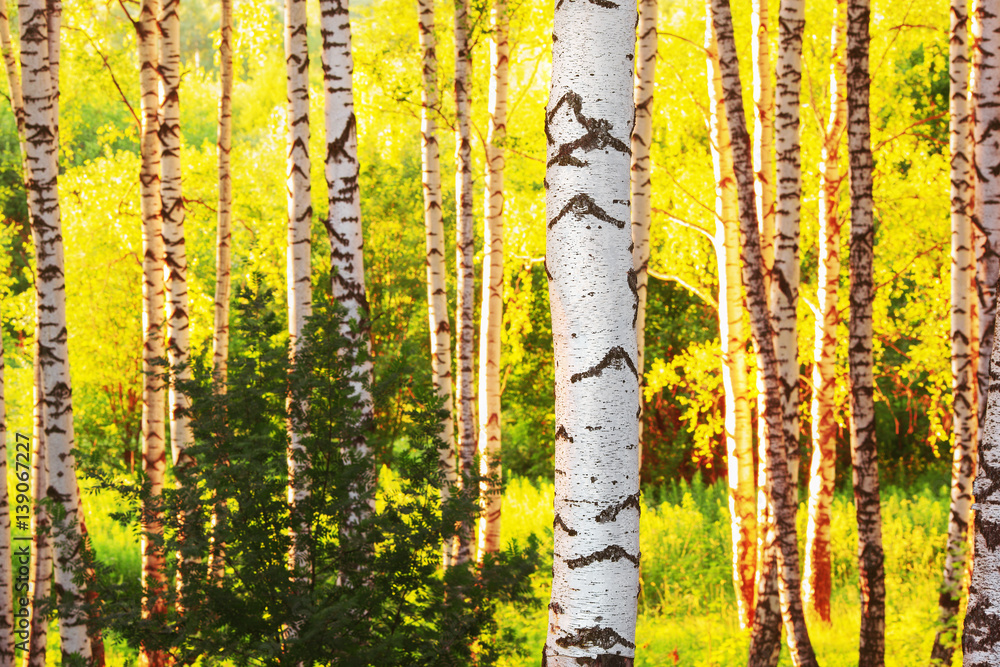 Obraz premium summer in sunny birch forest