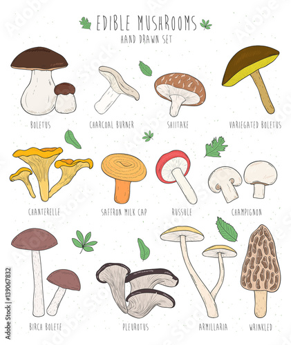Set of edible mushrooms with titles on white background. Hand drawn vector illustration collection boletus, charcoal, shiitake, chanterelle. Colorful.