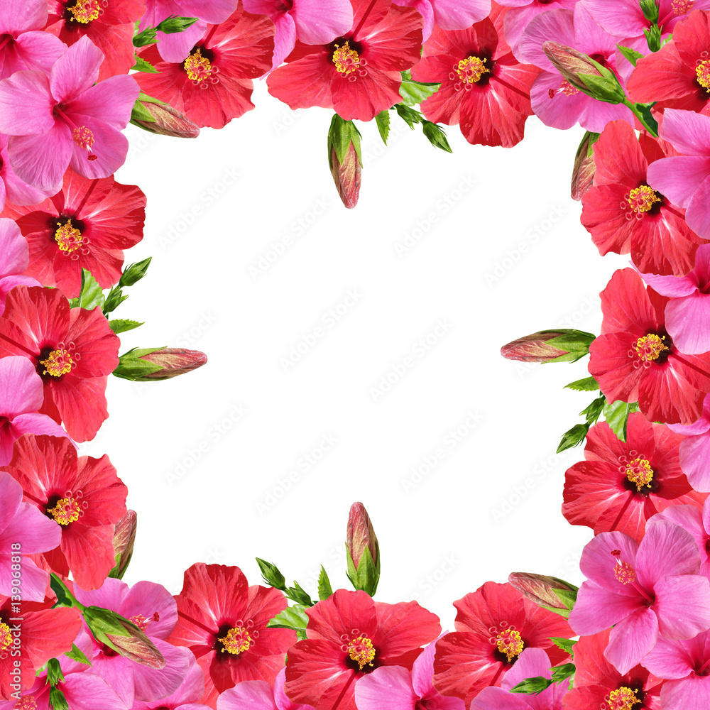 Beautiful floral background of red and pink hibiscus Beautiful floral background of red and pink hibiscus