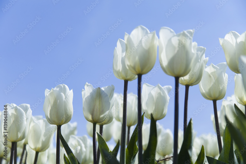 Fototapeta premium Colorful tulips in spring of flowers