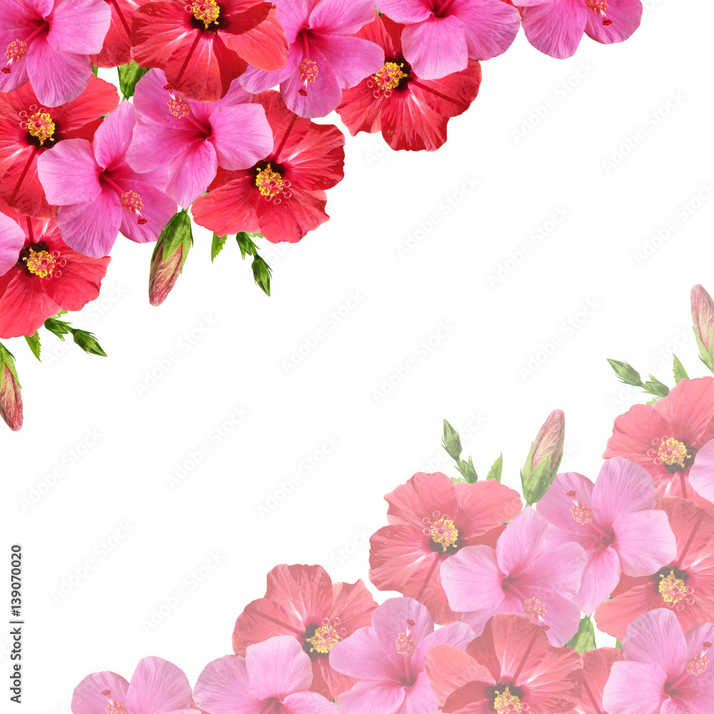 Beautiful floral background of red and pink hibiscus 