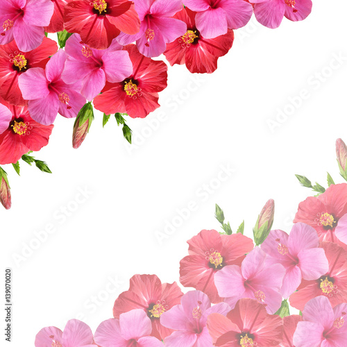Fototapeta Naklejka Na Ścianę i Meble -  Beautiful floral background of red and pink hibiscus 
