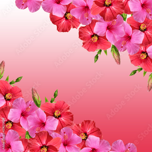 Beautiful floral background of red and pink hibiscus 