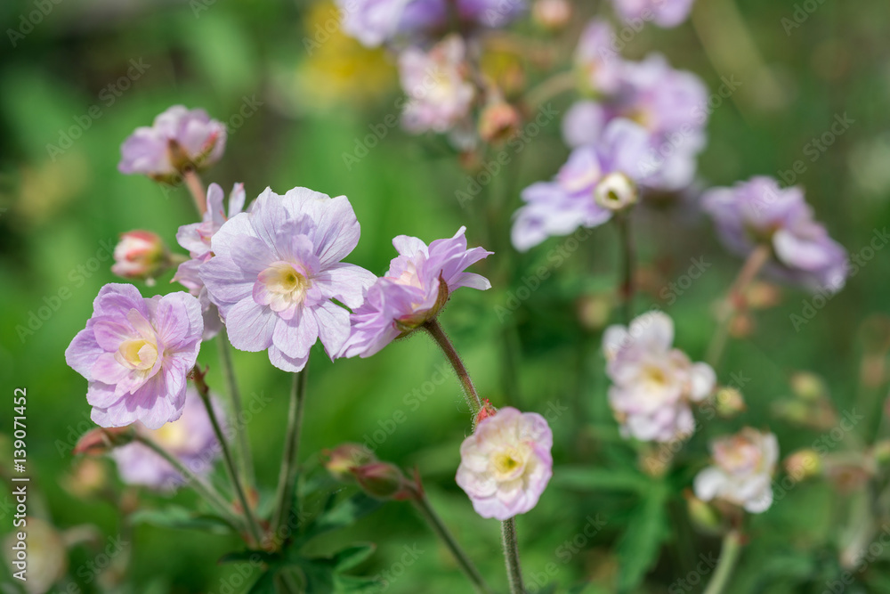 Fototapeta premium Geranium flower Summer Skies