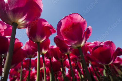 Fresh spring tulips with sky