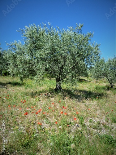 The olive tree in Provence