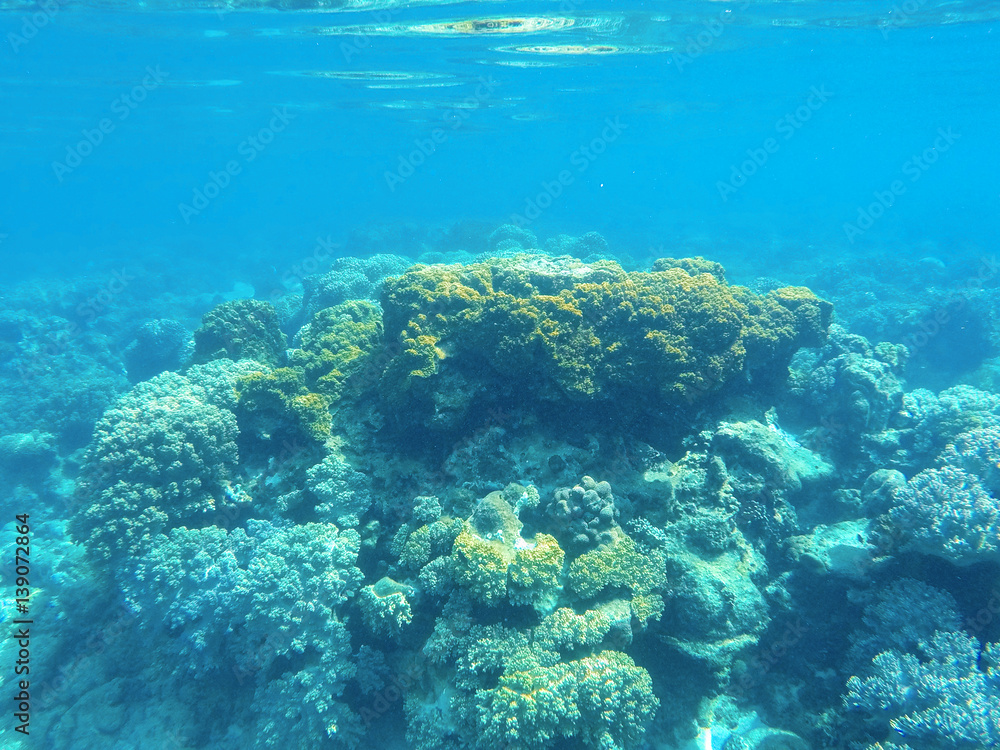 Underwater landscape with coral reef formation. Tropical sea lagoon with diverse corals.