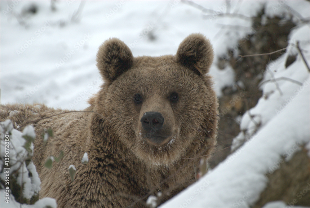 Bär im Schnee Bär im Schnee