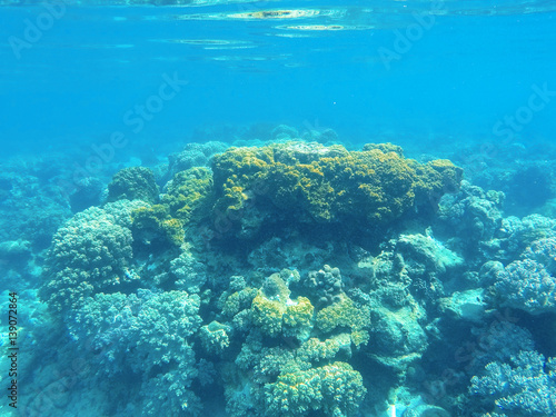 Underwater landscape with coral reef formation. Tropical sea lagoon with diverse corals.