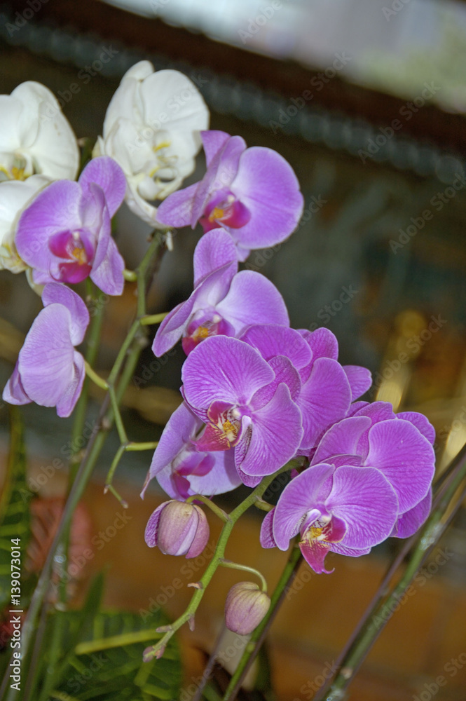 Fototapeta premium orchid plants