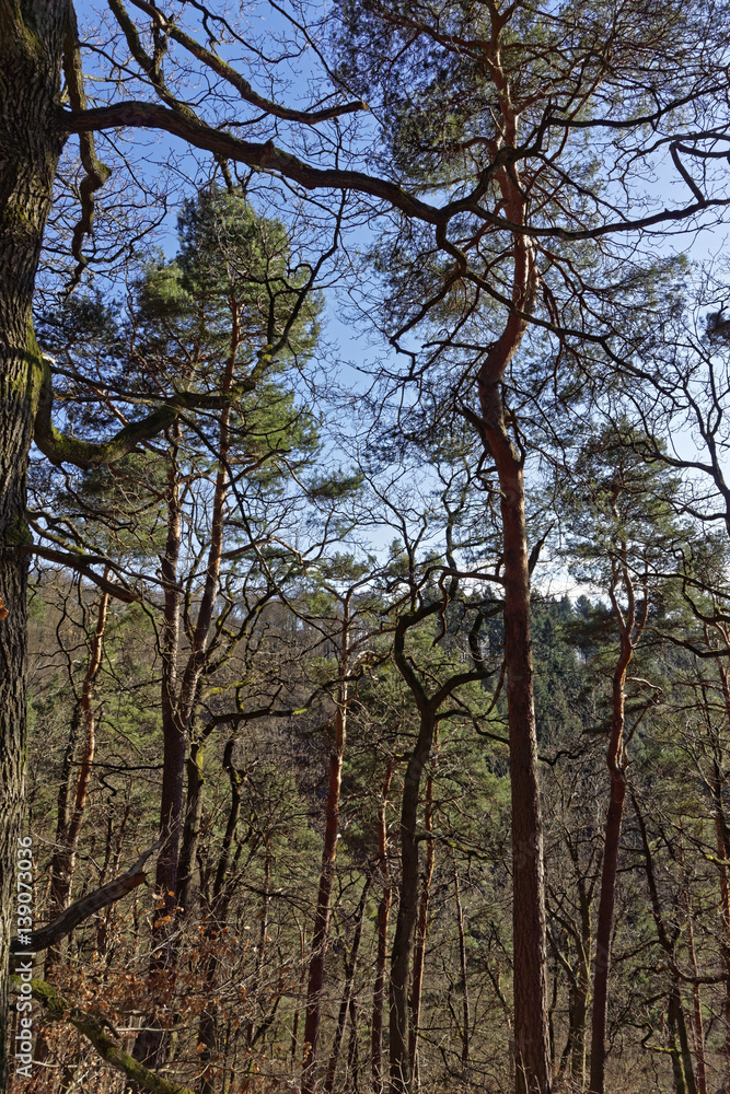 forest landscape on a sunny day with blue sky