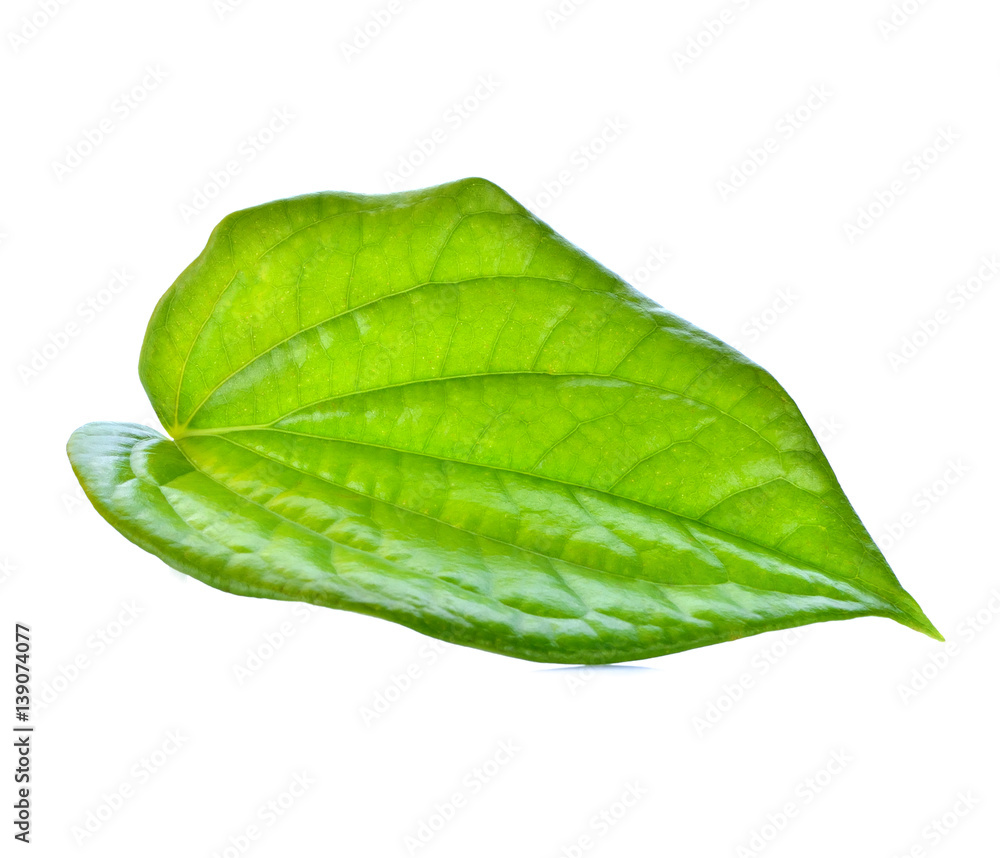 Obraz premium Wildbetal Leafbush (Piper sarmentosum) isolated on white