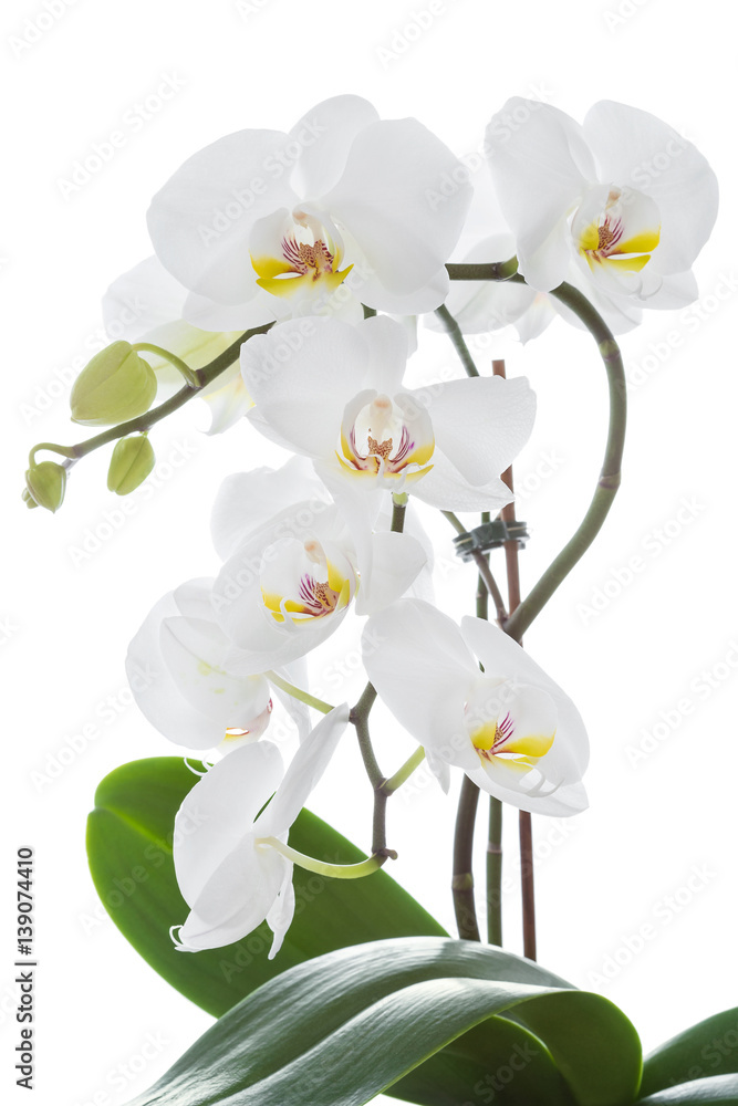 Fototapeta premium Biały kwiat orchidei z liśćmi
